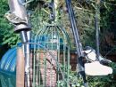 Siskin & Great Tit